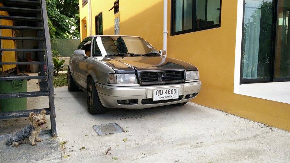 Front with gratuitous Yorkshire Terrier called Candy